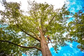 Mulching Services in Edmonton, KY