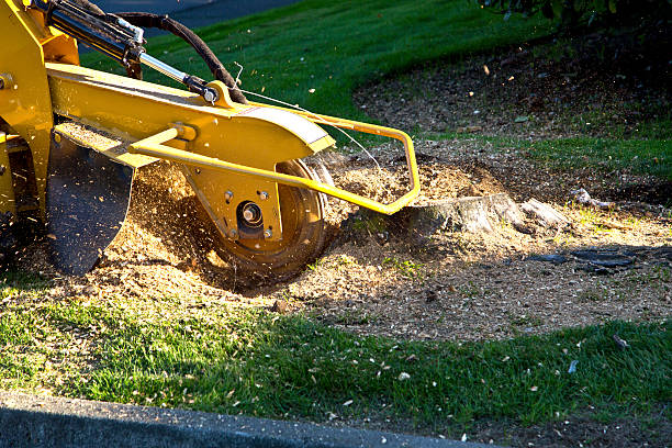 Professional Tree Services in Edmonton, KY
